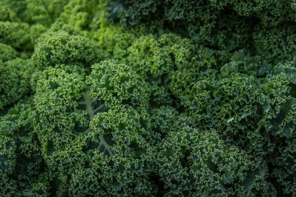 Boerenkoolstamppot met vegan rookworst